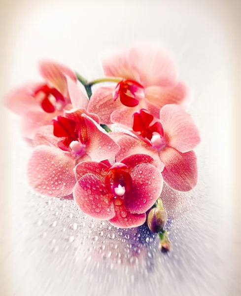 Krásné kvetoucí orchidej na světlou barvu pozadí — Stock fotografie