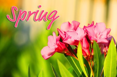 Güzel çiçekler, açık havada. Merhaba bahar kavramı