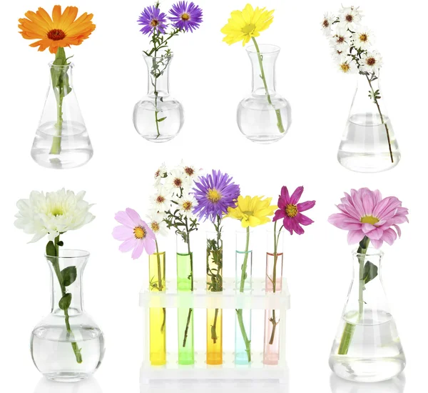 Collage de diferentes flores en tubos de ensayo de vidrio, aislados en blanco —  Fotos de Stock