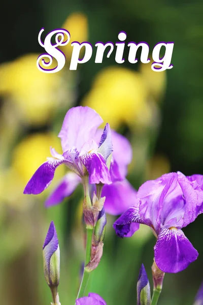 Lindas flores de íris no jardim. Olá conceito Primavera — Fotografia de Stock