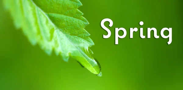 녹색 배경에 신선한 녹색 잎에 물 드롭. 안녕하세요 봄 개념 — 스톡 사진