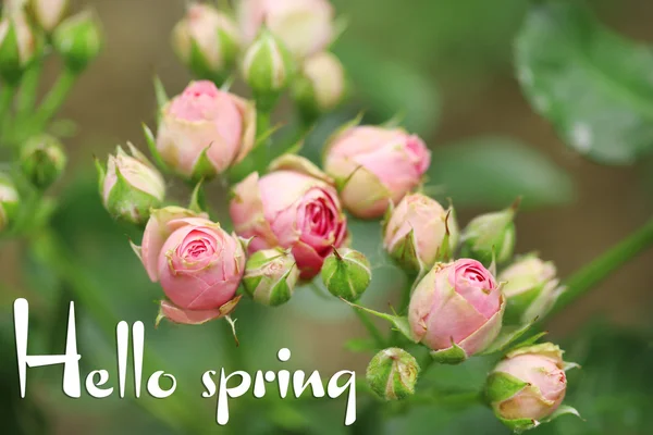 Hermosas rosas de cerca. Hola concepto de primavera — Foto de Stock
