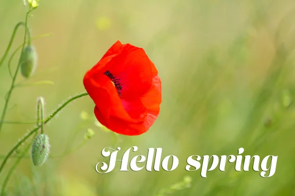 Flor de amapola al aire libre. Hola concepto de primavera — Foto de Stock