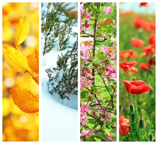 Vier seizoenen collage: winter, lente, zomer, herfst — Stockfoto