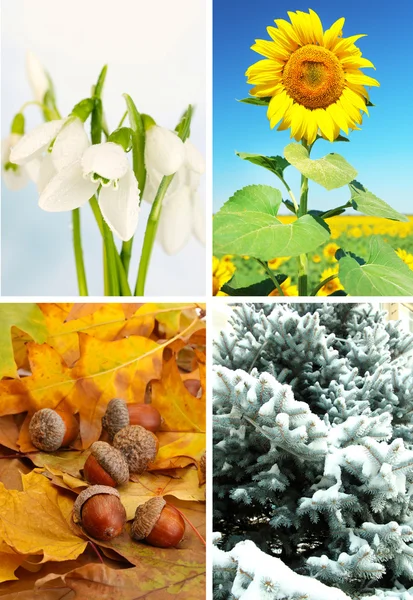 Collage de cuatro estaciones: invierno, primavera, verano, otoño —  Fotos de Stock