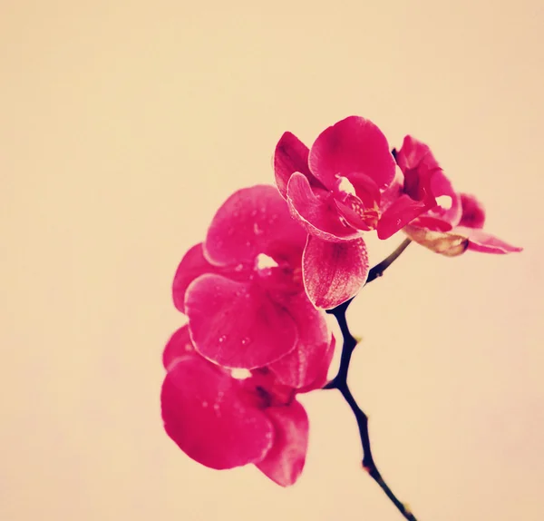 Красивая цветущая орхидея на светлом фоне — стоковое фото
