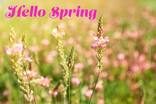 Красивые полевые дикие цветы. Концепция Hello Spring — стоковое фото