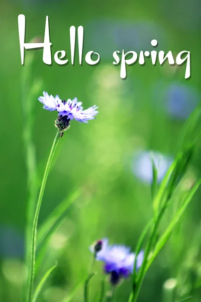 Beautiful cornflowers, outdoors. Hello Spring concept — Stock Photo, Image