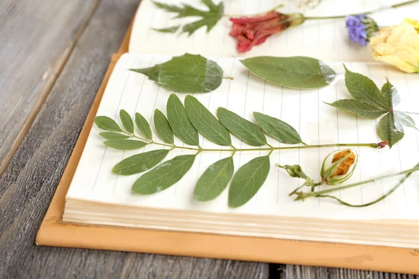 Opdrogen planten op notebook op houten achtergrond — Stockfoto