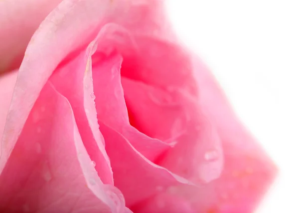 Wassertropfen auf Rosenblättern, Nahaufnahme — Stockfoto