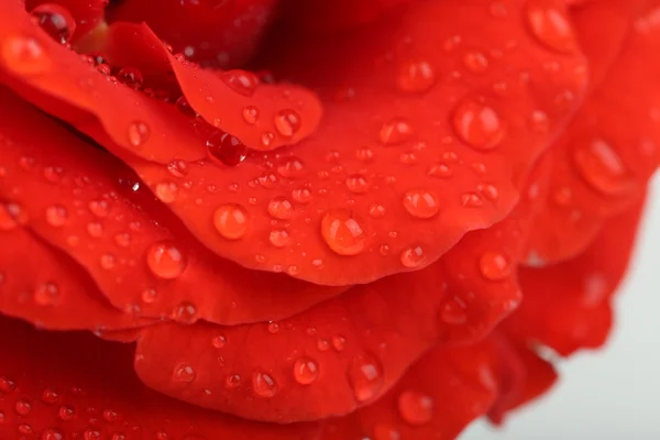 Water drops on rose petals, close-up — Stock Photo, Image