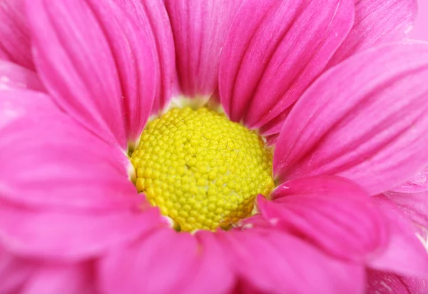 Gotas de água em pétalas de crisântemo, close-up — Fotografia de Stock