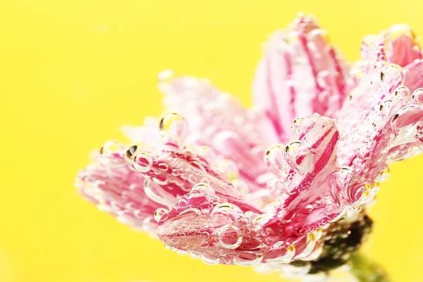 Schöne Blume in glitzerndem Wasser, auf gelbem Hintergrund — Stockfoto