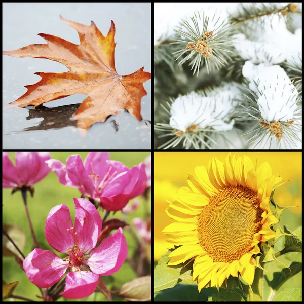 コラージュの四季： 冬、春、夏、秋 ストック画像