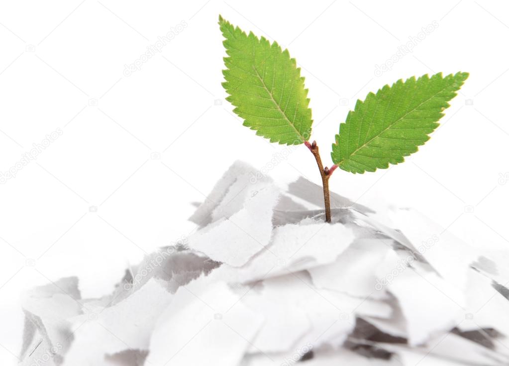 Plant growing from paper isolated on white