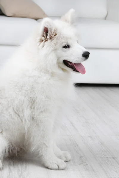 Слухняний самогубство собака сидить на дерев'яній підлозі і білий диван на фоні — стокове фото