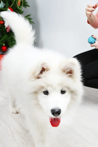 Ritratto del bellissimo cane Samoyed in camera con albero di Natale e parete bianca su sfondo — Foto Stock