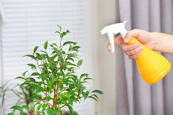 Male hand spraying flowers on white window background — Stock Photo, Image