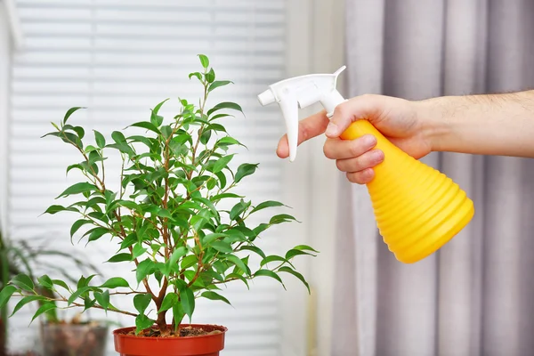 Male hand spraying flowers on white window background — Stock Photo, Image