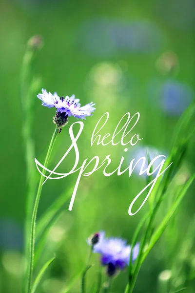 아름 다운 cornflowers, 야외. 안녕하세요 봄 개념 — 스톡 사진