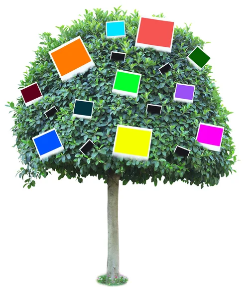 Gran árbol verde con tarjetas de fotos a color en él aislado en blanco — Foto de Stock