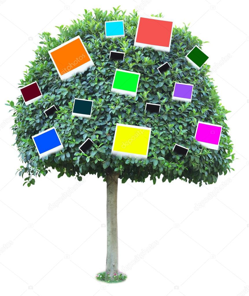 Big green tree with color photo cards on it isolated on white