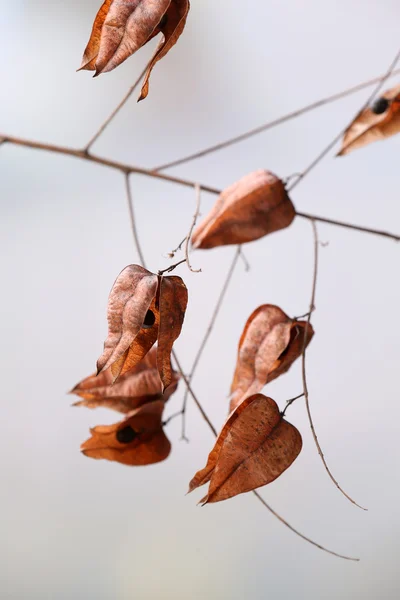 밝은 배경에 말린된 야생화 — 스톡 사진