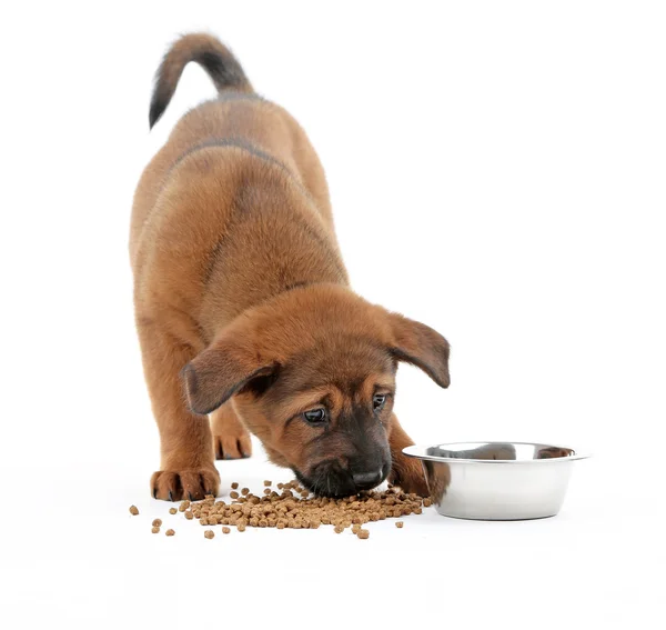 Roztomilé štěně jíst izolované na bílém — Stock fotografie