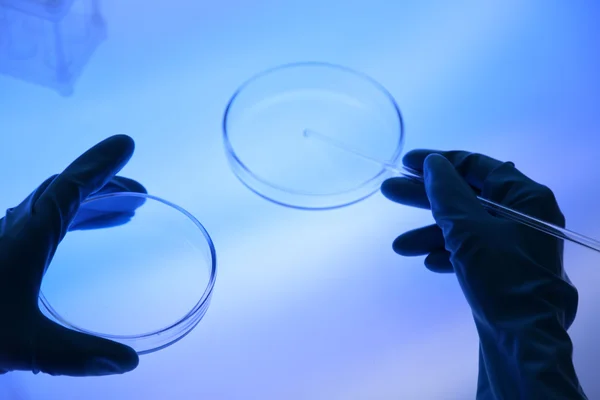 Científico trabajando con placas Petri en laboratorio — Foto de Stock