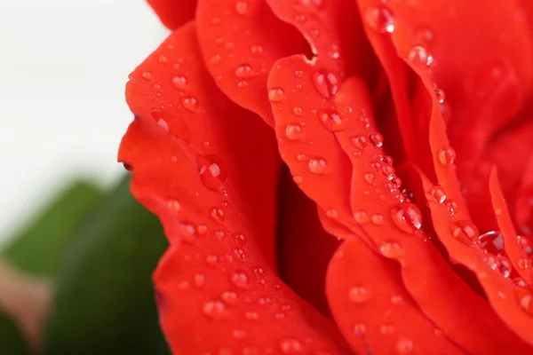 Gocce d'acqua sui petali di rosa, primo piano — Foto Stock