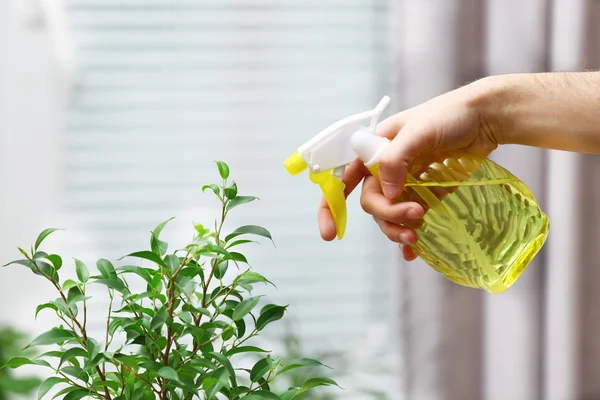 Męskiej ręki Opryskiwanie kwiatów na tle białego okna — Zdjęcie stockowe