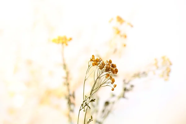 Gedroogde wilde bloemen op lichte achtergrond — Stockfoto