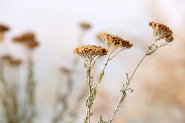 Gedroogde wilde bloemen op lichte achtergrond — Stockfoto