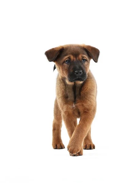 Cute puppy isolated on white — Stock Photo, Image
