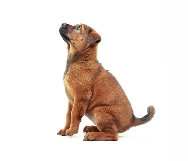 Lindo cachorro aislado en blanco —  Fotos de Stock