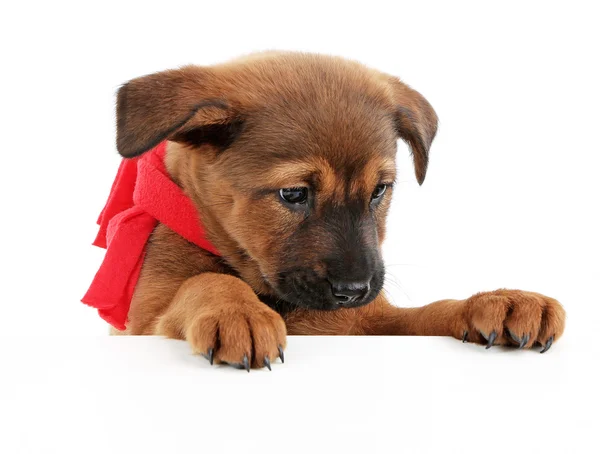 Lindo cachorro con bufanda roja aislada en blanco —  Fotos de Stock