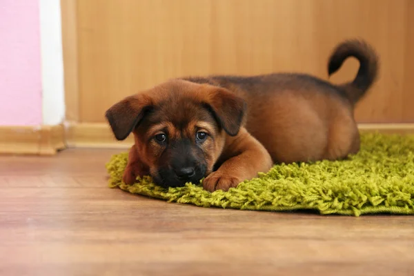 Cute puppy lying on carpet in room — Stock Photo, Image