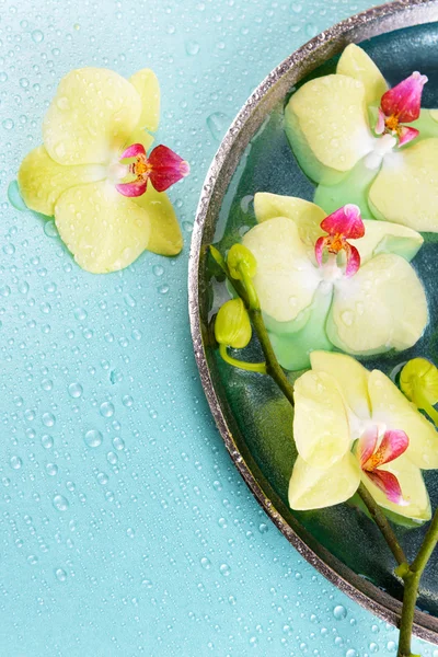 Beautiful orchid flowers in water close-up — Stock Photo, Image