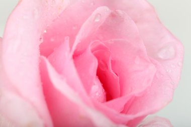 su damla gül yaprakları üzerinde yakın çekim