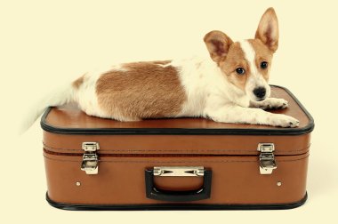Açık arka plana bavula üzerinde şirin köpek