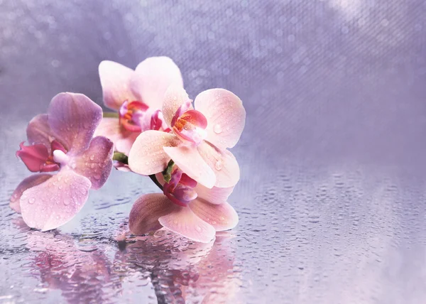 Schöne blühende Orchidee mit Wassertropfen auf hellem Hintergrund — Stockfoto