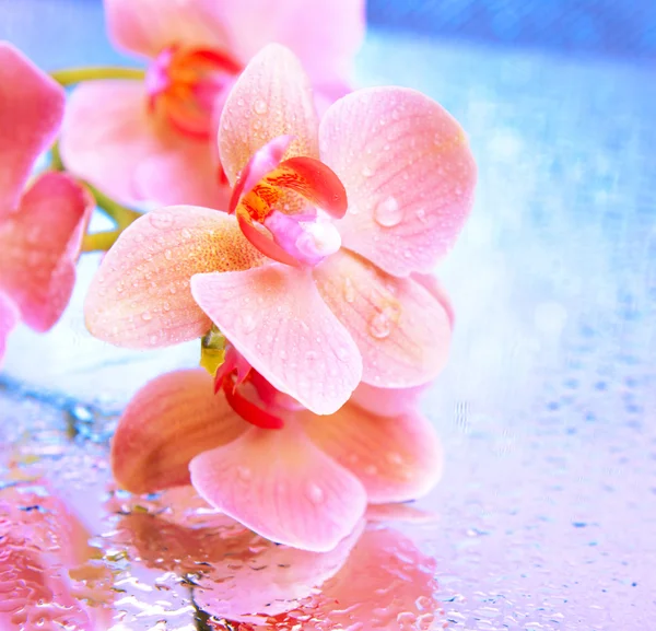 Красивая цветущая орхидея на ярком фоне — стоковое фото