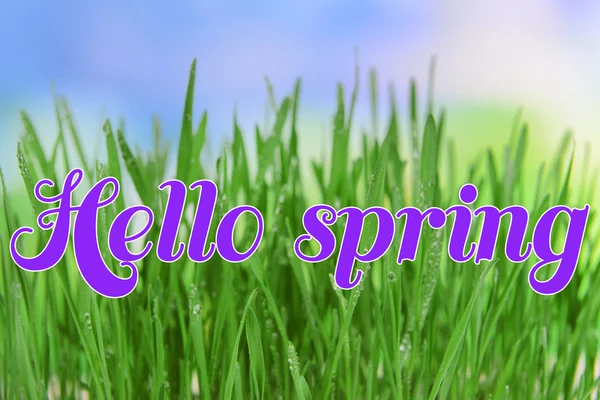 Beautiful spring grass on bright background. Hello spring concept — Stock Photo, Image