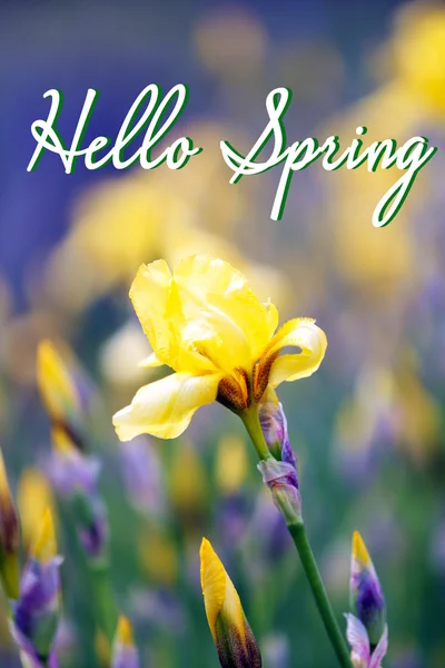 Beautiful iris flowers in garden. Hello Spring concept — Stock Photo, Image