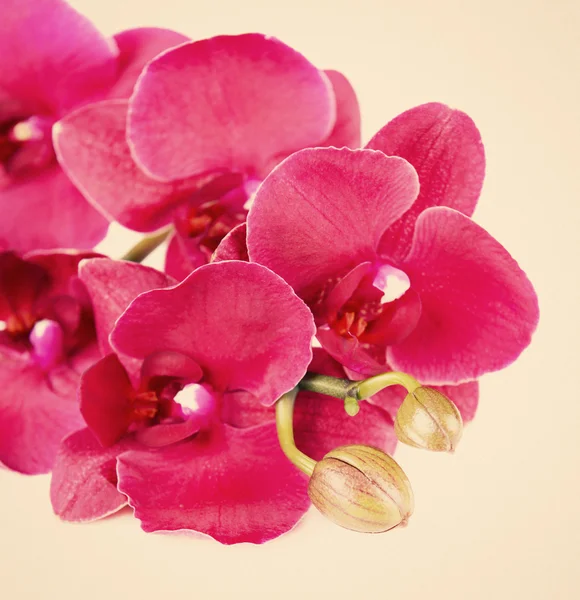 Beautiful orchid on beige background — Stock Photo, Image