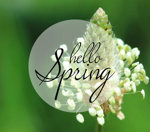 Beautiful flower outdoors. Hello Spring concept — Stock Photo, Image