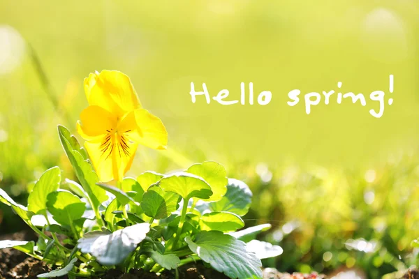 Hermosas flores en el jardín. Hola concepto de primavera — Foto de Stock