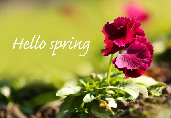 Hermosas flores en el jardín. Hola concepto de primavera — Foto de Stock