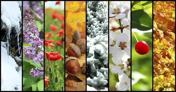 Four seasons collage: winter, spring, summer, autumn — Stock Photo, Image