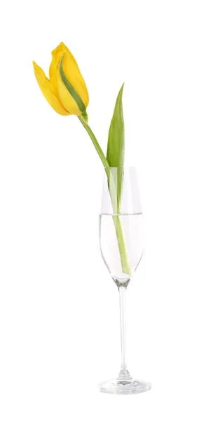Žlutý Tulipán v sklenici vody izolovaných na bílém — Stock fotografie